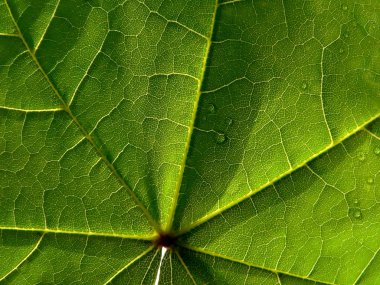 Leaf of maple clipart