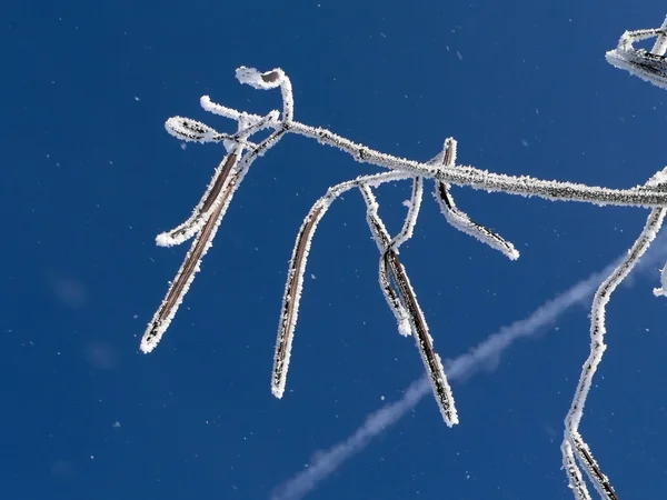 Зимова гілка 2 — стокове фото