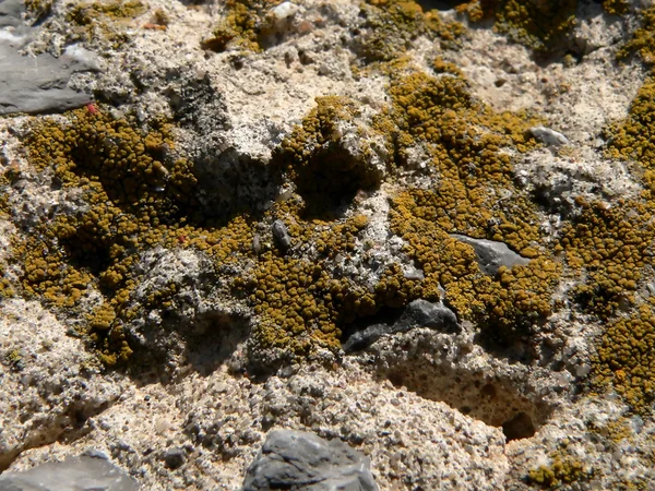 Moss on stone — Stock Photo, Image