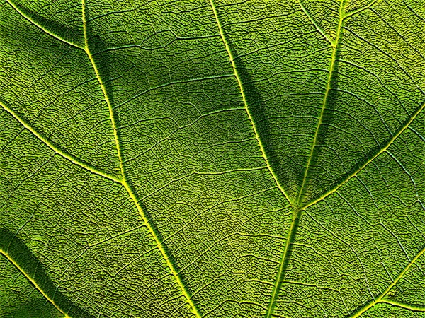 Зеленый лист 4 — стоковое фото
