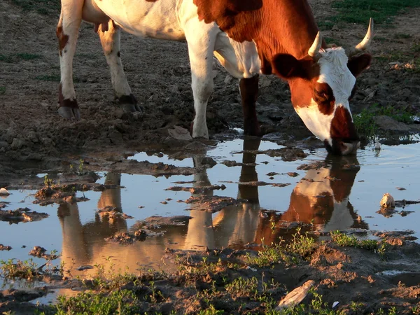 牛の水たまりの横にあります。 — ストック写真