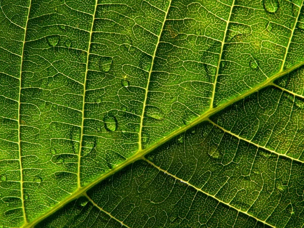 Leaf with drop 2 — Stock Photo, Image