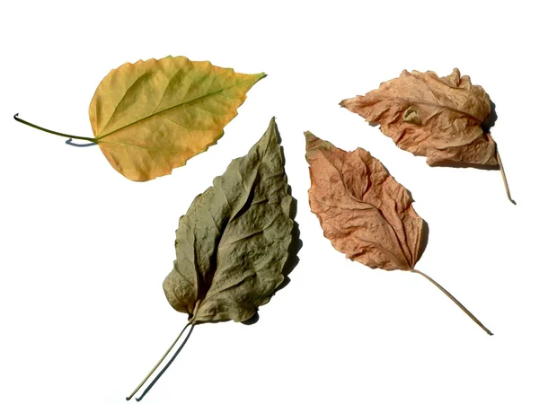 Four leaves — Stock Photo, Image