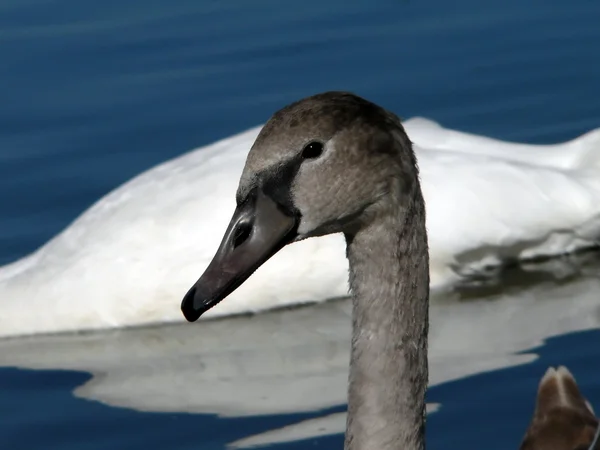 Gray swan — Stock Photo, Image