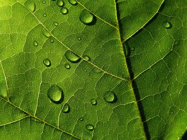 Dark-green leaf with drops of the rain clipart