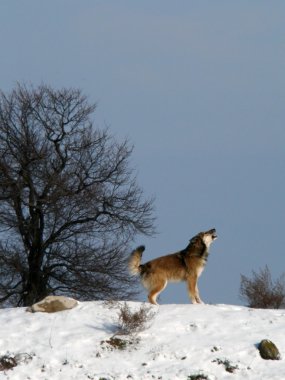 vahşi köpek 2