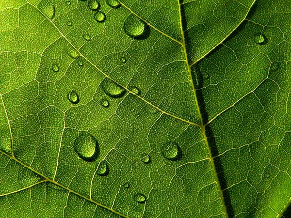 Dark-green leaf with drops of the rain — Stock Photo, Image