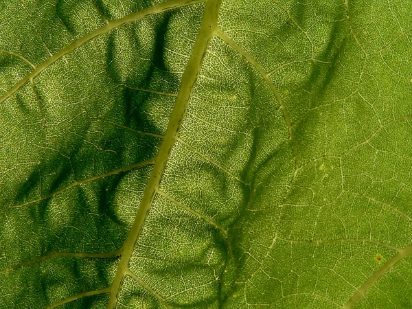 Facture of leaf — Stock Photo, Image