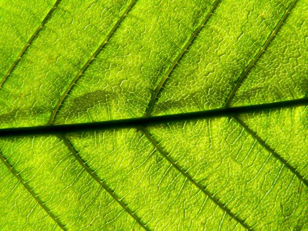 Światło zielony liść — Zdjęcie stockowe