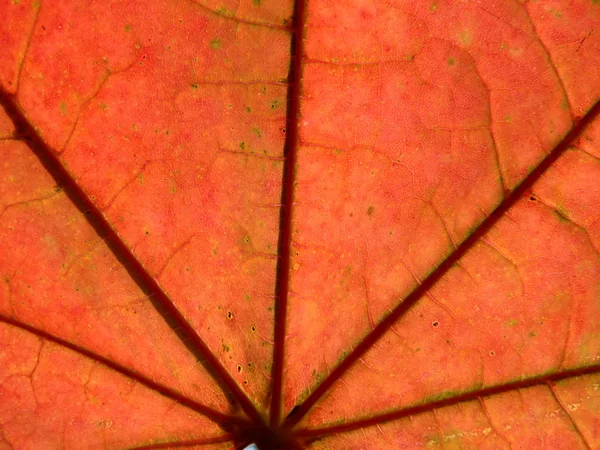 Červený list javoru — Stock fotografie