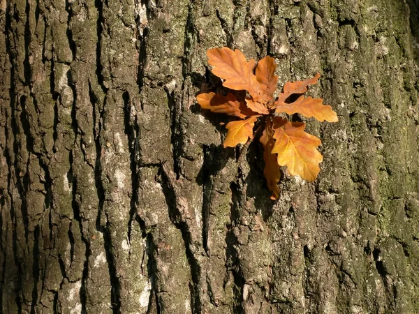 오크 잎 2 — 스톡 사진