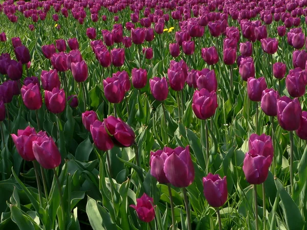 Tulipán glade — Stock Fotó