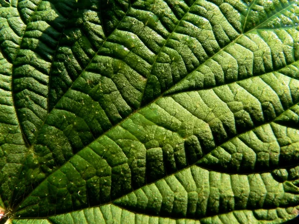 Leaf of the nettle 2 — Stock Photo, Image