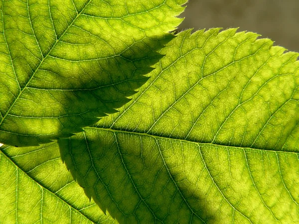 2 잎 — 스톡 사진