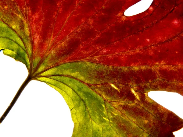 Czerwony zielony liść 2 — Zdjęcie stockowe