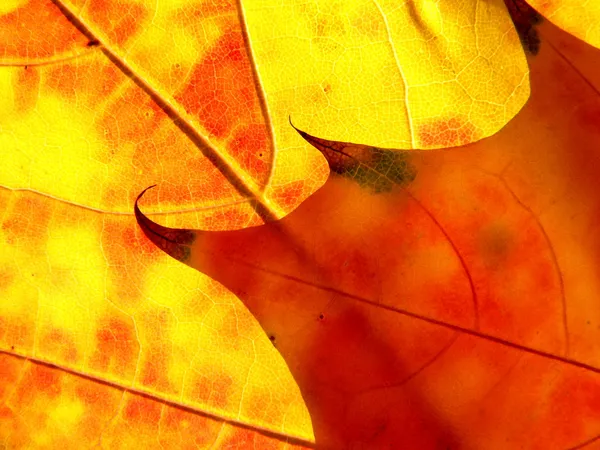 Πορτοκαλί και κόκκινα φύλλα σαν φλόγα — Φωτογραφία Αρχείου