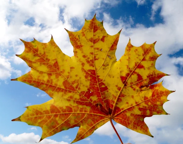 Orange maple leaf — Stock Photo, Image