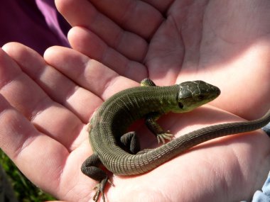 Lizard in the childs palms clipart