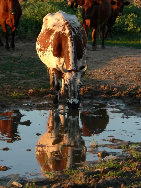 牛の水たまり 2 の横にあります。 — ストック写真