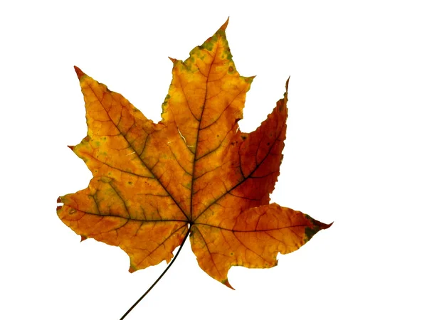 Leaf on white 2 — Stock Photo, Image