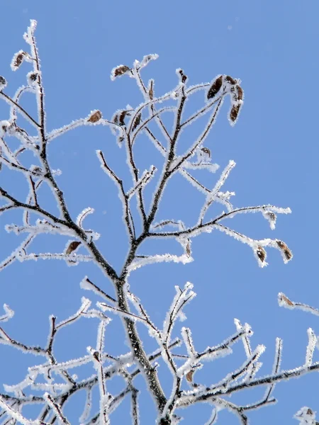 Kıraç-frost — Stok fotoğraf