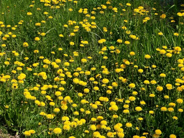 Dandelions glade 2 — Stok fotoğraf