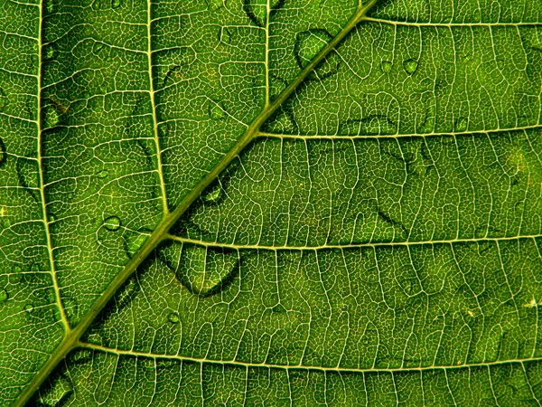 드롭과 녹색 잎 — 스톡 사진