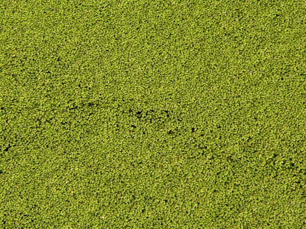 Algaes — Stockfoto