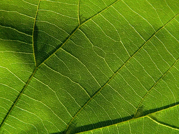 Zielony liść 5 — Zdjęcie stockowe