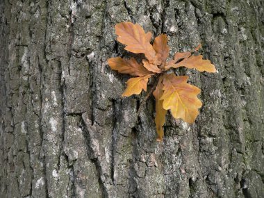 Oak leaves clipart