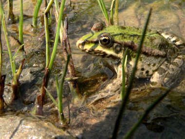 Frog clipart