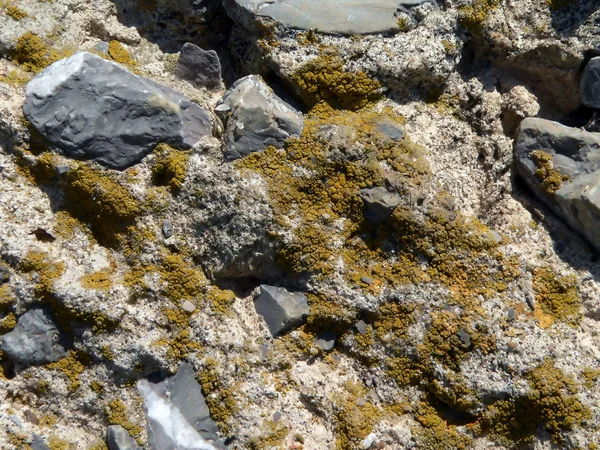 Камень и мох — стоковое фото