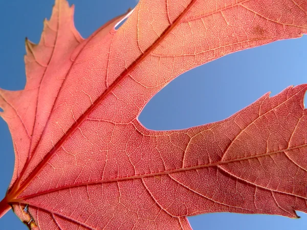 Red leaf 2 — Stock Photo, Image