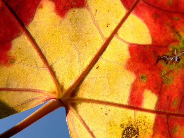 Rotes und gelbes Ahornblatt — Stockfoto