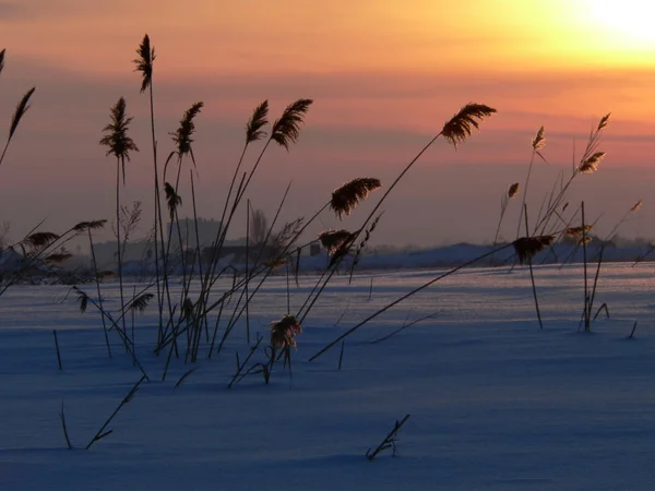 Reed ao pôr-do-sol — Fotografia de Stock