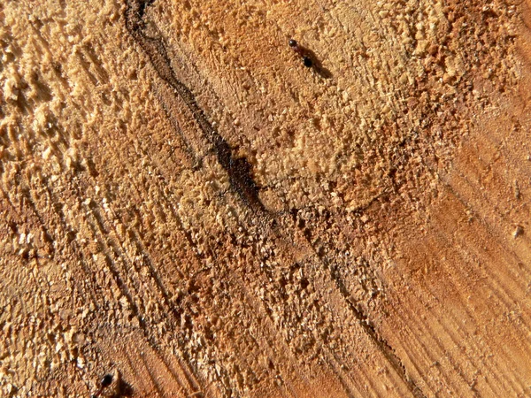 Dřevo a mravenci — Stock fotografie
