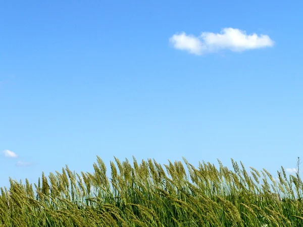 Green grass and cloud on sky — Stock Photo, Image