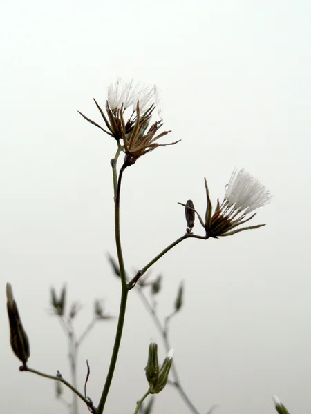 En la niebla — Foto de Stock