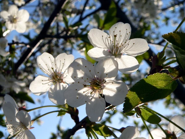Квіти на вишневій ялинці — стокове фото