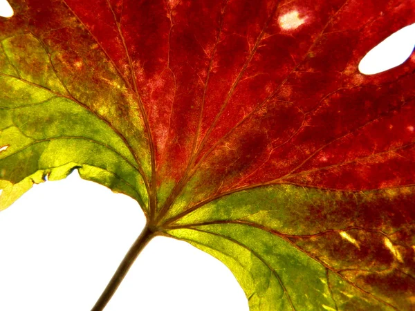 Rood-groen blad — Stockfoto