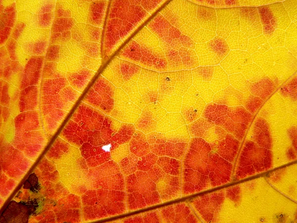 노란색-주황색 잎 — 스톡 사진