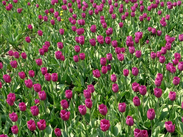 Tulpen Lichtung 3 — Stockfoto