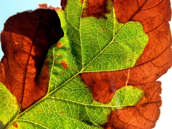 Осіннього листя — стокове фото