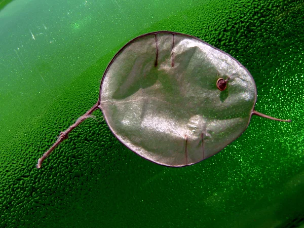 Liść lunik — Zdjęcie stockowe