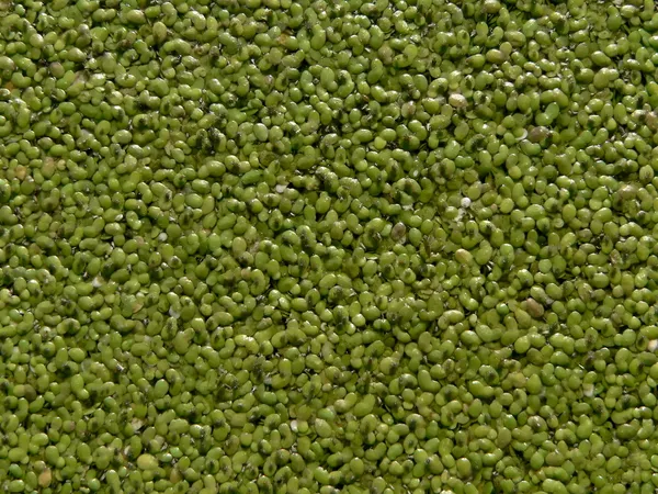 Kék - zöld alga — Stock Fotó