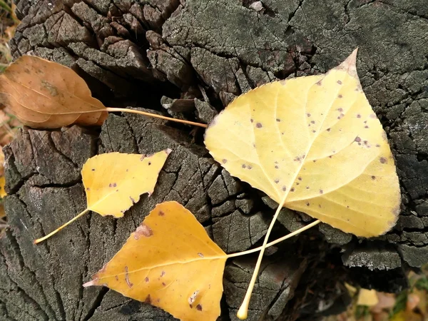 Żółte liście 2 — Zdjęcie stockowe