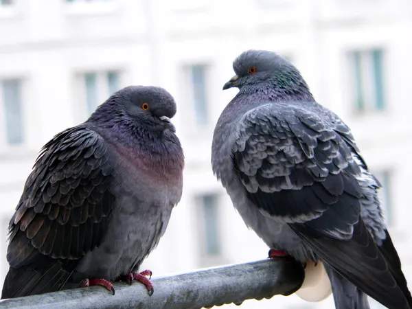 두 마리의 비둘기 — 스톡 사진