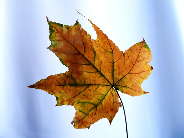 Leaf on blue — Stock Photo, Image