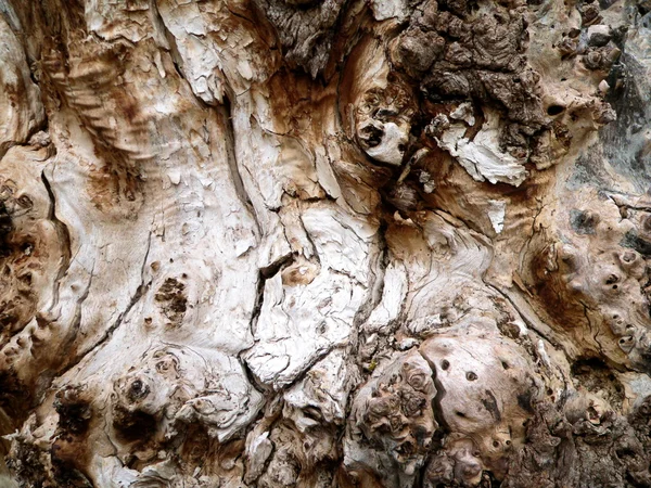 Corteza del árbol viejo 2 — Foto de Stock