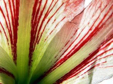 amaryllis 2 çiçek